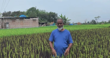 Purple Revolution: Chapainawabganj farmer creates a stir with unusual rice cultivation