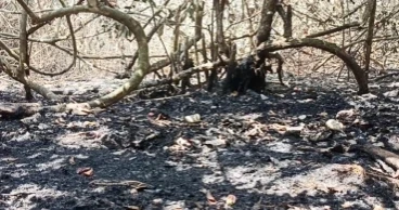 3-member probe's report on back-to-back Sundarban fires reaches DFO's desk