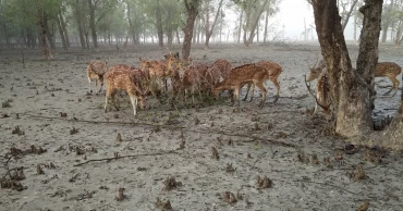 Poaching surge threatens deer population in Sundarbans