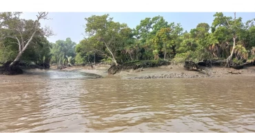 Sundarbans Day to be observed Friday, still awaits national recognition