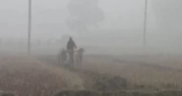 Chuadanga residents again feeling severe cold at Magh’s end