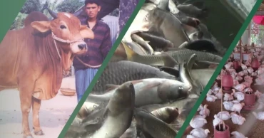Govt clears Tk 100cr subsidy, 20% power rebate for fisheries, livestock