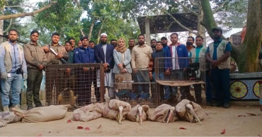 74 wild animals rescued from Swapnopuri Park in Dinajpur