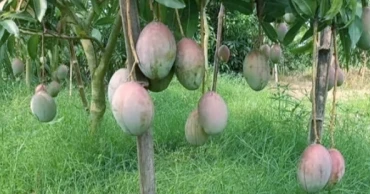Naogaon district sets ambitious Tk 2500 crore target for mango sales
