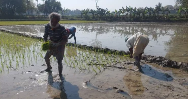 GK Irrigation Project revived, bringing relief to Kushtia and Chuadanga farmers