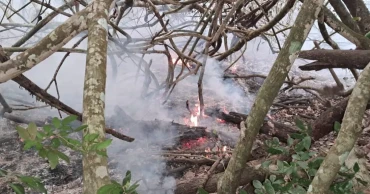 Sundarbans fire under control; probe committee formed