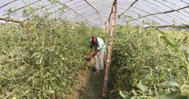Polyshade tomato farming reviving Narail’s rural economy