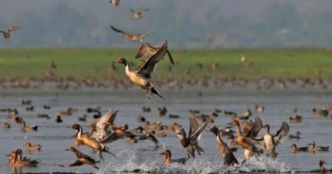 Beanibazar’s green cover shrinks, migratory birds disappear