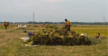 After flood, Boro season unfolds in Sunamganj