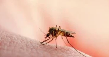 Dhaka’s mosquito menace spirals out of control; frustration mounts