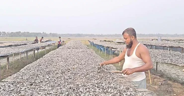 Dry fish trade keeps Narail economy moving in winter