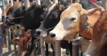 Govt working to prevent price hike of sacrificial animals due to extortion: Adviser