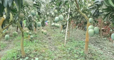 Natore mango season peaks with high yields; prices remain a pleasant surprise
