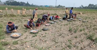 Munshiganj’s potato farmers grapple with low prices despite bumper harvest