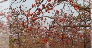 Shimul bloom draws thousands to Sunamganj; exposes infrastructure strain