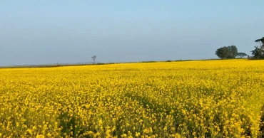 Haor farmers reap early gains as mustard cultivation flourishes in Sunamganj