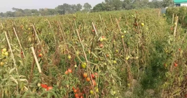 Bumper tomato yields bring no joy to Sunamganj farmers