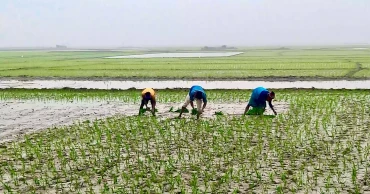 As haor waters recede, Sunnamganj farmers sow hope in every field