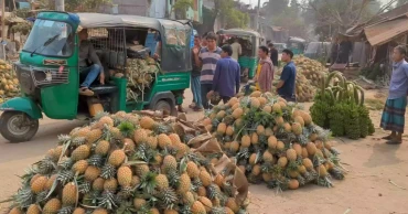 Bumper pineapple harvest in Rangamati's hills, but farmers face market woes