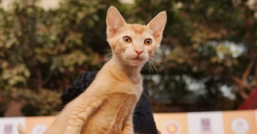 Paws and play take over TSC as DU holds first pet carnival