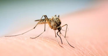 Six more dengue cases reported in 24hrs