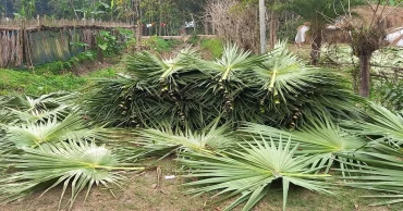 Bagerhat’s artisans keep tradition alive with handmade 'talpakha'