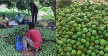 50MT mangoes of Satkhira exported to Europe