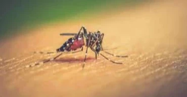 Dengue: 1 dead, 329 new cases reported in 24hrs
