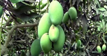 Mangoes rot as Eid shutdown crushes Naogaon growers