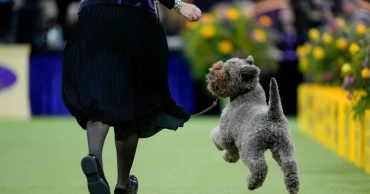 7 dogs competing for Westminster's show big prize