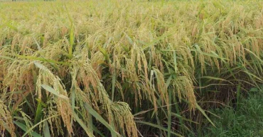 70% Boro paddy of haor areas harvested: Agriculture Ministry