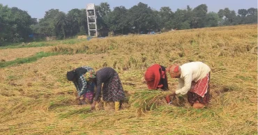 Bagerhat farmers reluctant to sell Aman paddy to govt—here’s why