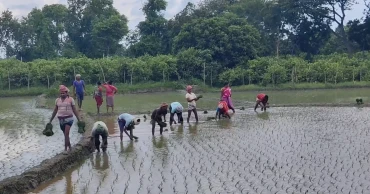 Early rains spur Aman cultivation in Chapainawabganj