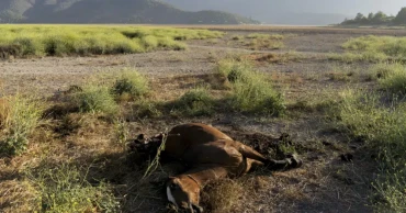 13 dead in Chile amid struggle to contain raging wildfires
