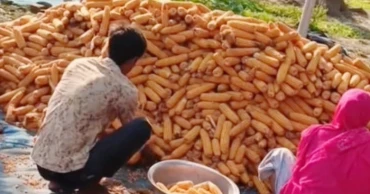 Bumper maize harvest brings cheer to Sirajganj’s char farmers