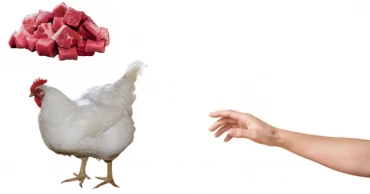 People forced to return home with bags half full due to higher prices of chicken, meat, fish