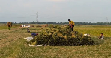 Sunamganj farmers worry over fair prices for Boro paddy