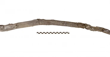 Scientists find earliest wooden tools yet at Greek excavation