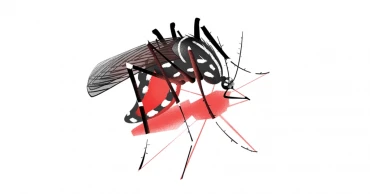 37 more dengue cases reported in 24hrs