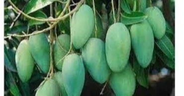 Rajshahi sets May 15 for start of mango harvesting