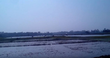 Waterlogging in ‘Beel Kochua’ makes Boro cultivation uncertain