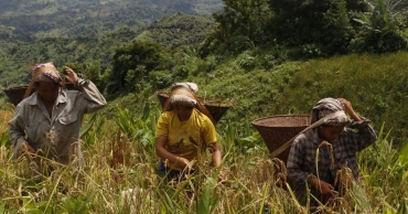 Jhum cultivation: An integral part of life in the hills