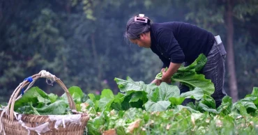 Chinese researchers advance vegetable freshness preservation