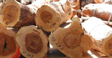 Sandalwood worth Tk1.56cr seized in Jashore