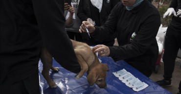 Egypt's once-reviled street dogs get chance at a better life