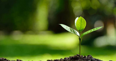 1 crore saplings to be planted across 482 upazilas for ‘Mujib Borsho’