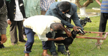 Gazipur farmers worried over shortage of goat vaccines