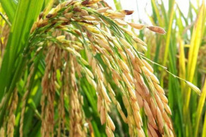 Pest invasion wreaks havoc on Aman paddy in C’nawabganj   