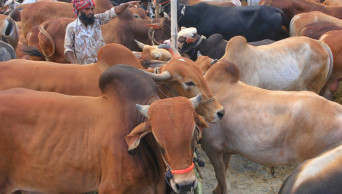 Cumilla faces shortage of sacrificial animals