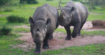 World's oldest female black rhino dies in Tanzania: official